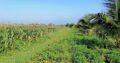 Land for sale – Anuradhapura