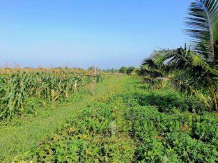 Land for sale – Anuradhapura
